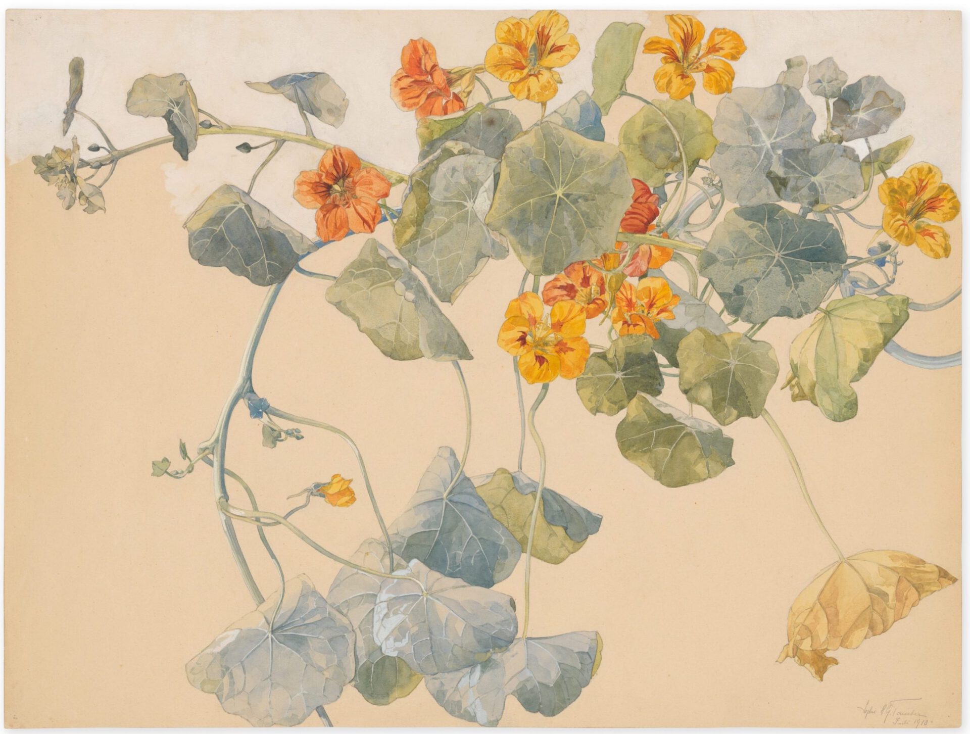 Pflanzenstudie Kapuzinerblüten - Aquarell und Gouache mit Bleistiftvorzeichnung auf Zeichenpapier, weiß gehöht, Sophie Taeuber-Arp 1910